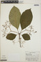 Tabernaemontana longipes image