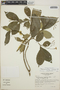 Tabernaemontana longipes image