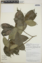 Tabernaemontana longipes image