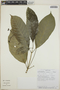 Tabernaemontana longipes image