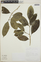 Tabernaemontana longipes image