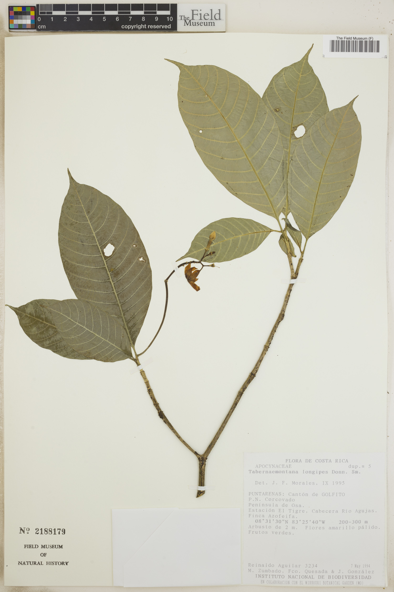 Tabernaemontana longipes image