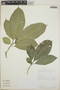 Tabernaemontana longipes image
