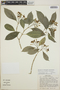 Tabernaemontana longipes image