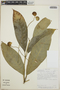 Tabernaemontana longipes image