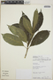 Tabernaemontana longipes image