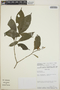 Tabernaemontana longipes image