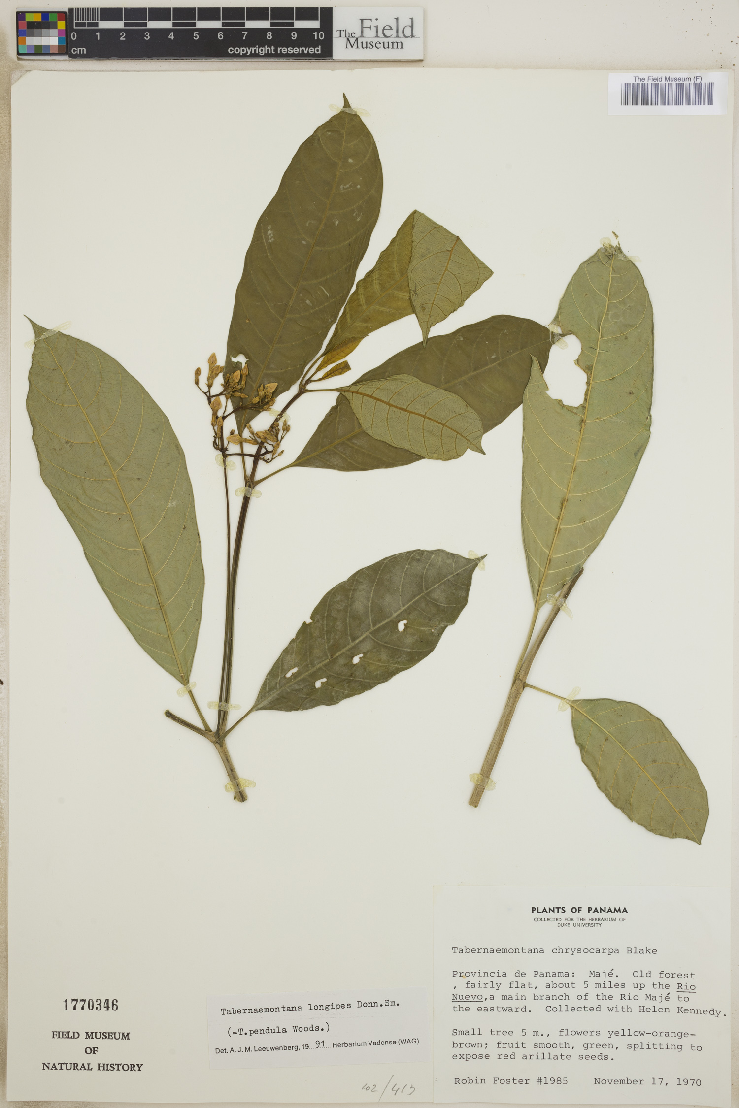 Tabernaemontana longipes image