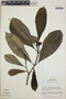 Thevetia ahouai image