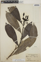 Thevetia ahouai image