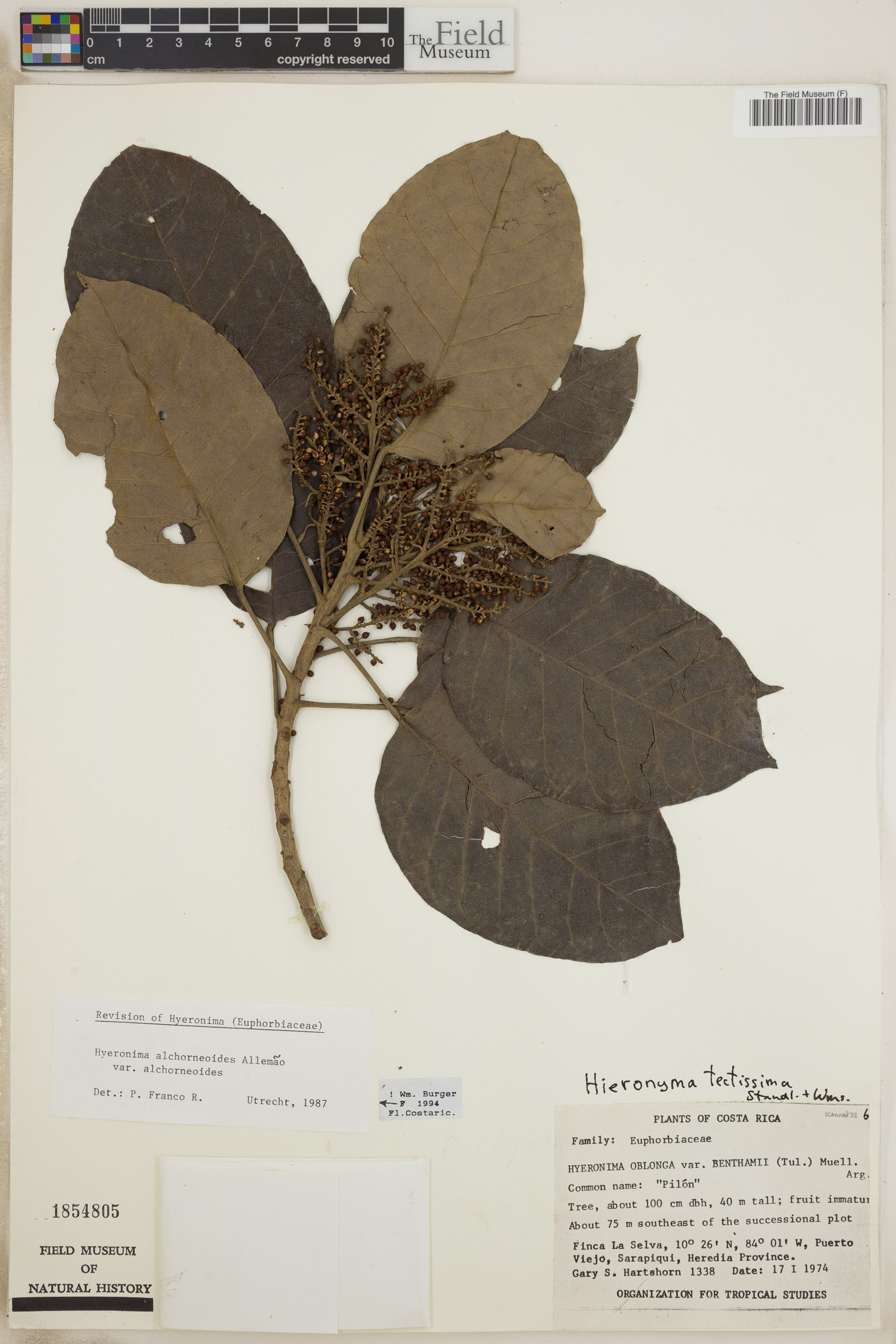 Hieronyma alchorneoides var. alchorneoides image