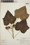 Jatropha curcas image