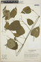 Plukenetia volubilis image