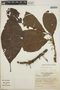 Richeria dressleri image