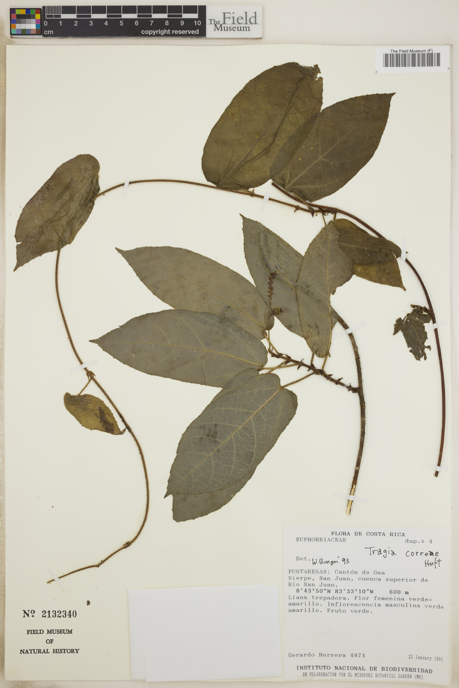 Tragia correae image