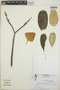 Thevetia ovata image