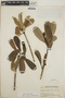 Thevetia ovata image
