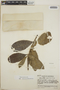 Thevetia ovata image