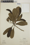 Thevetia ovata image