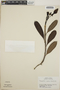 Thevetia ovata image