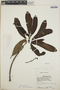 Thevetia ovata image