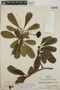 Thevetia ovata image