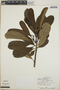 Thevetia ovata image