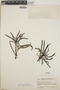 Thevetia peruviana image