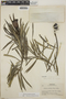 Thevetia peruviana image