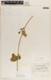 Gonolobus erianthus image