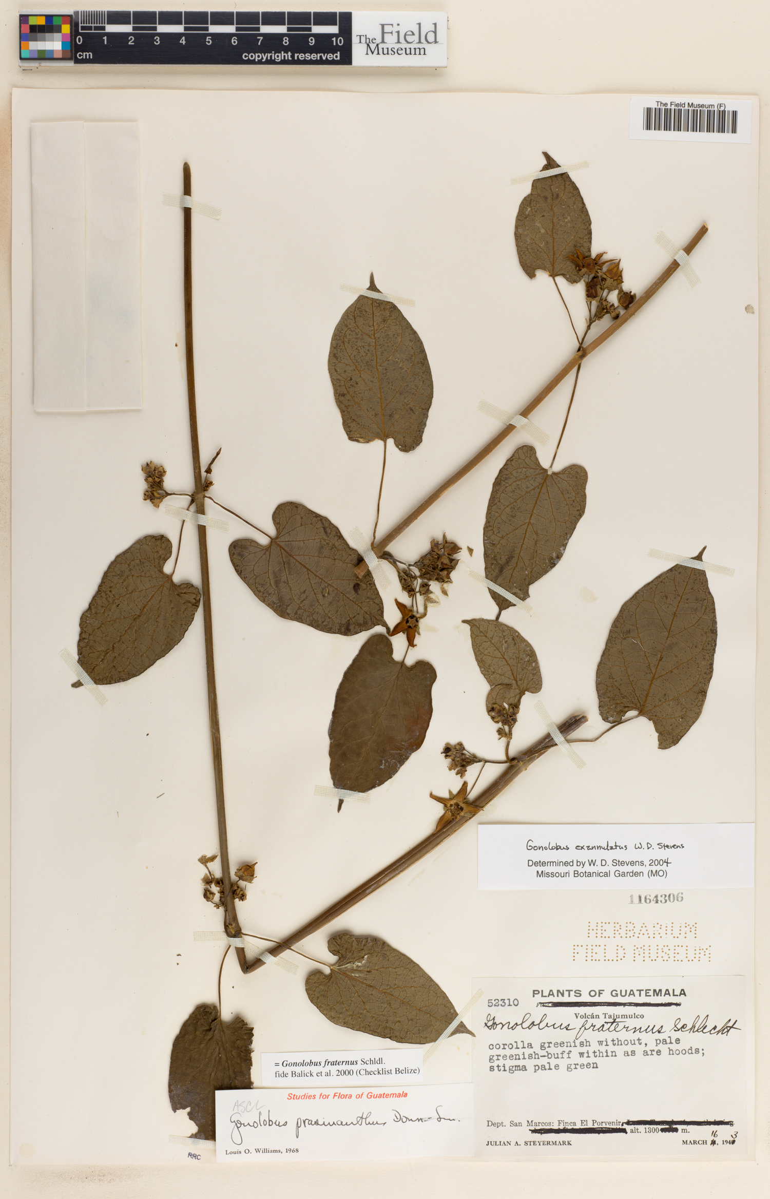 Gonolobus exannulatus image