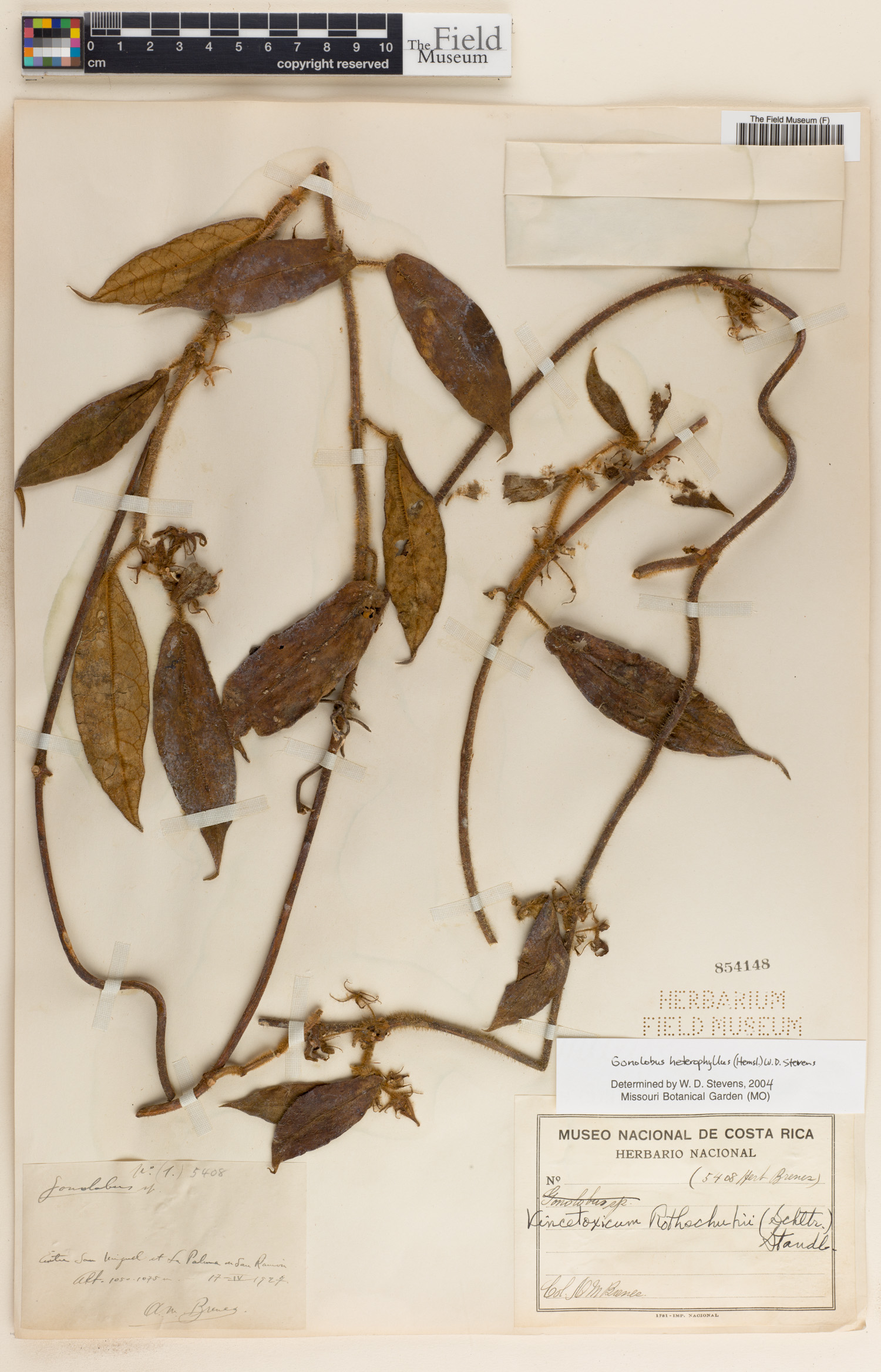 Gonolobus heterophyllus image