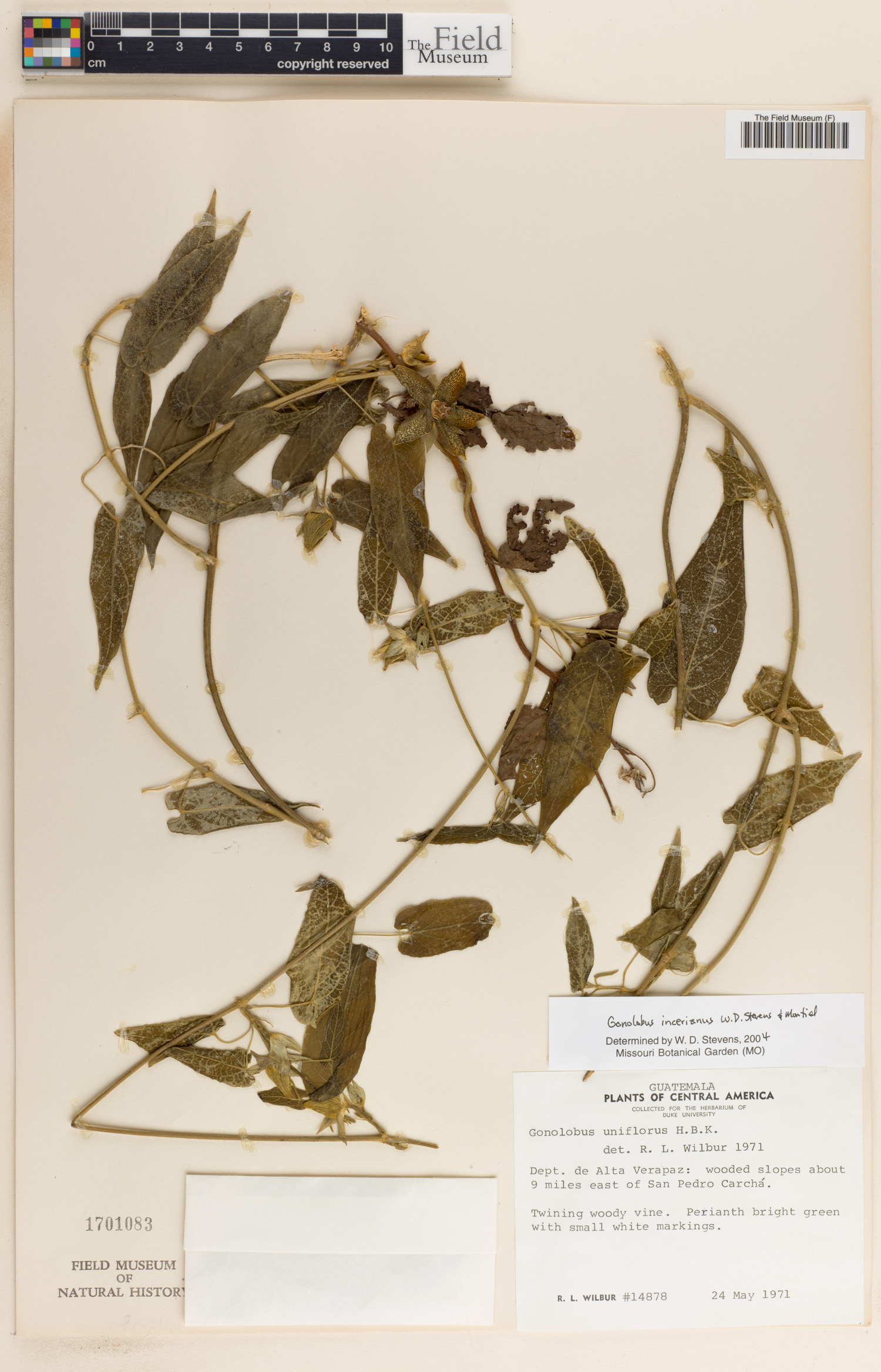 Gonolobus incerianus image