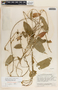 Gonolobus incerianus image