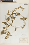 Gonolobus jaliscensis image