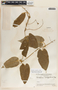 Gonolobus lanugiflorus image