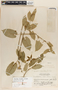 Gonolobus leianthus image