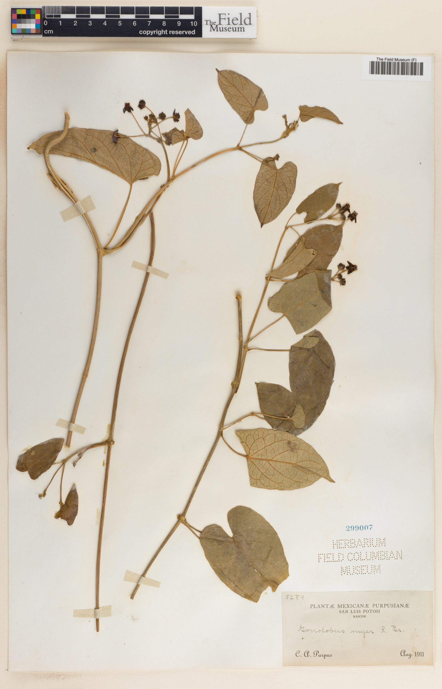 Gonolobus niger image