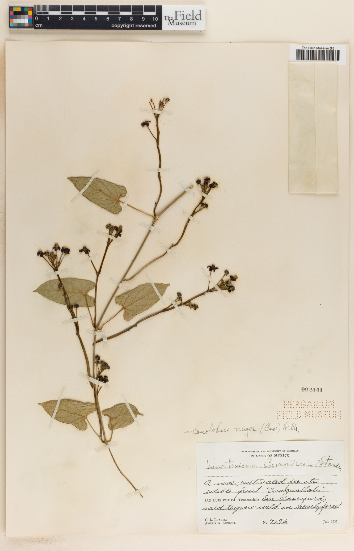 Gonolobus niger image