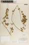Gonolobus pectinatus image