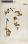 Gonolobus pectinatus image