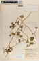 Gonolobus pectinatus image