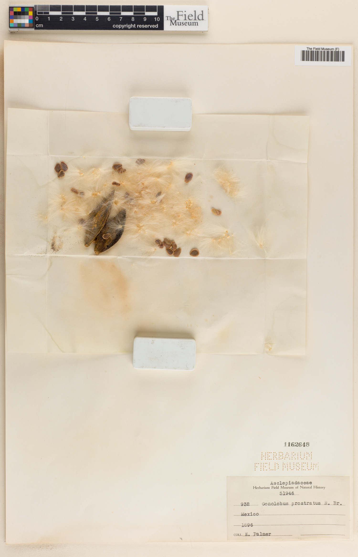 Gonolobus prostratus image
