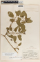 Gonolobus stenanthus image