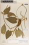 Gonolobus stenosepalus image