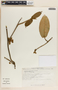 Gonolobus xanthotrichus image