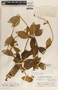 Gonolobus xanthotrichus image