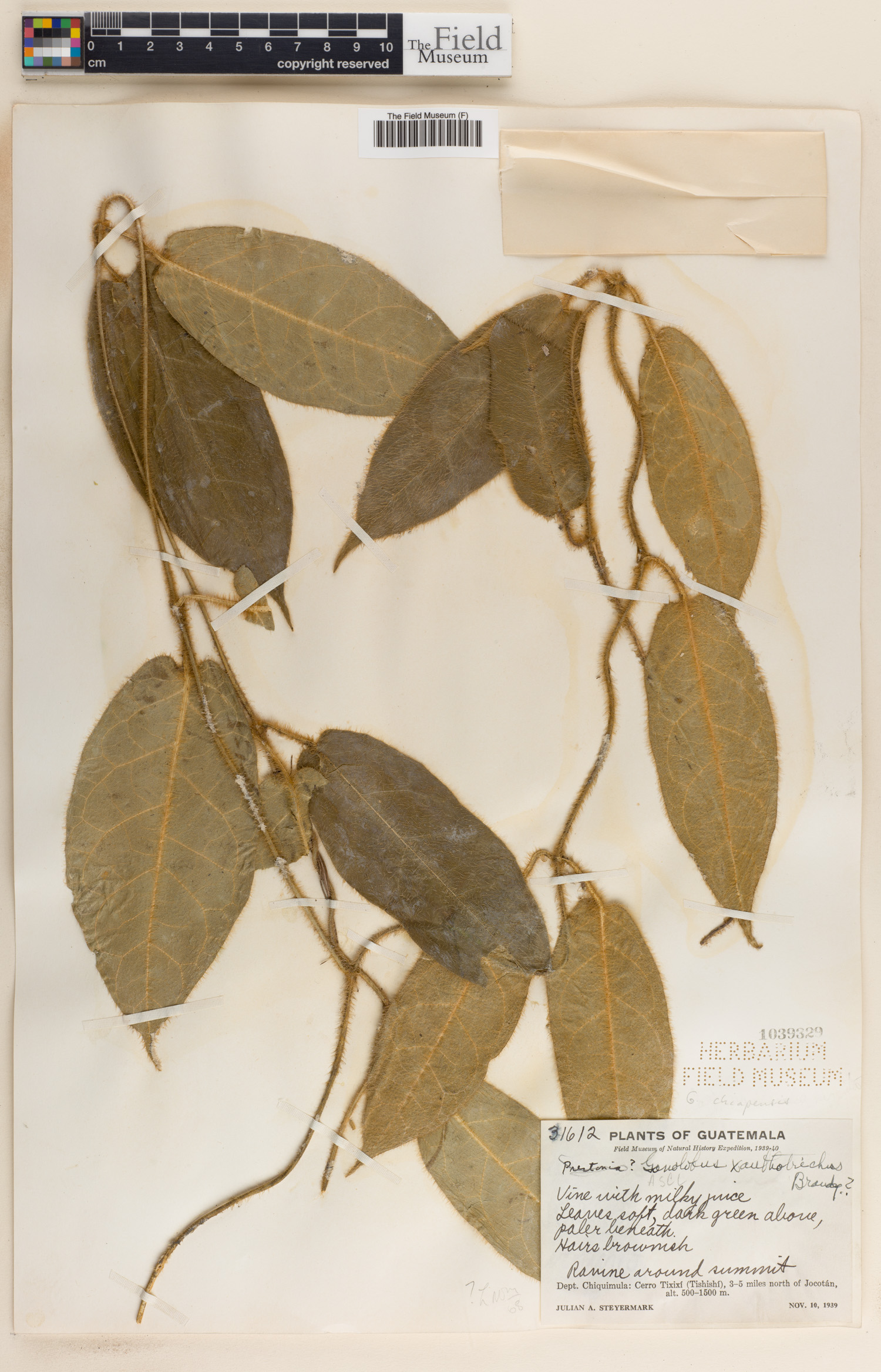 Gonolobus chiapensis image