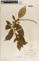 Gonolobus xanthotrichus image