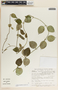 Jobinia eulaxiflora image
